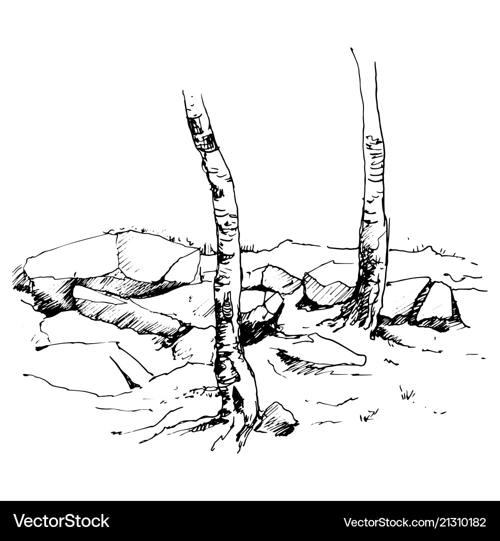 Sketch of tree trunks and rocks Sketch of tree trunks and rocks vector image