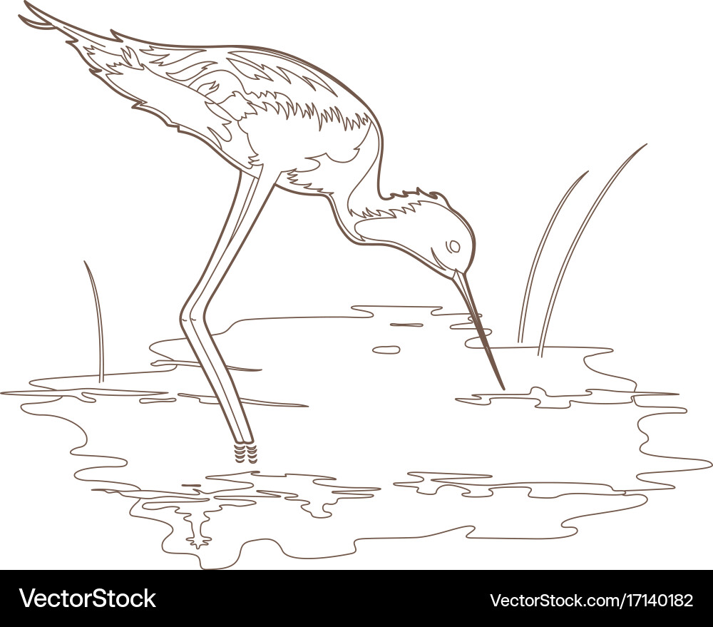 Small wader Vector Image