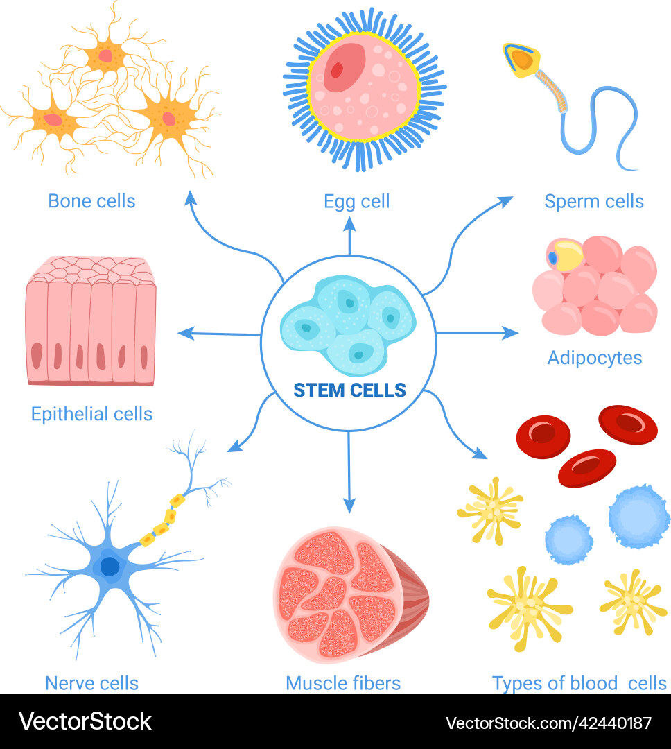 Human cells diagram set Royalty Free Vector Image Biology Diagrams