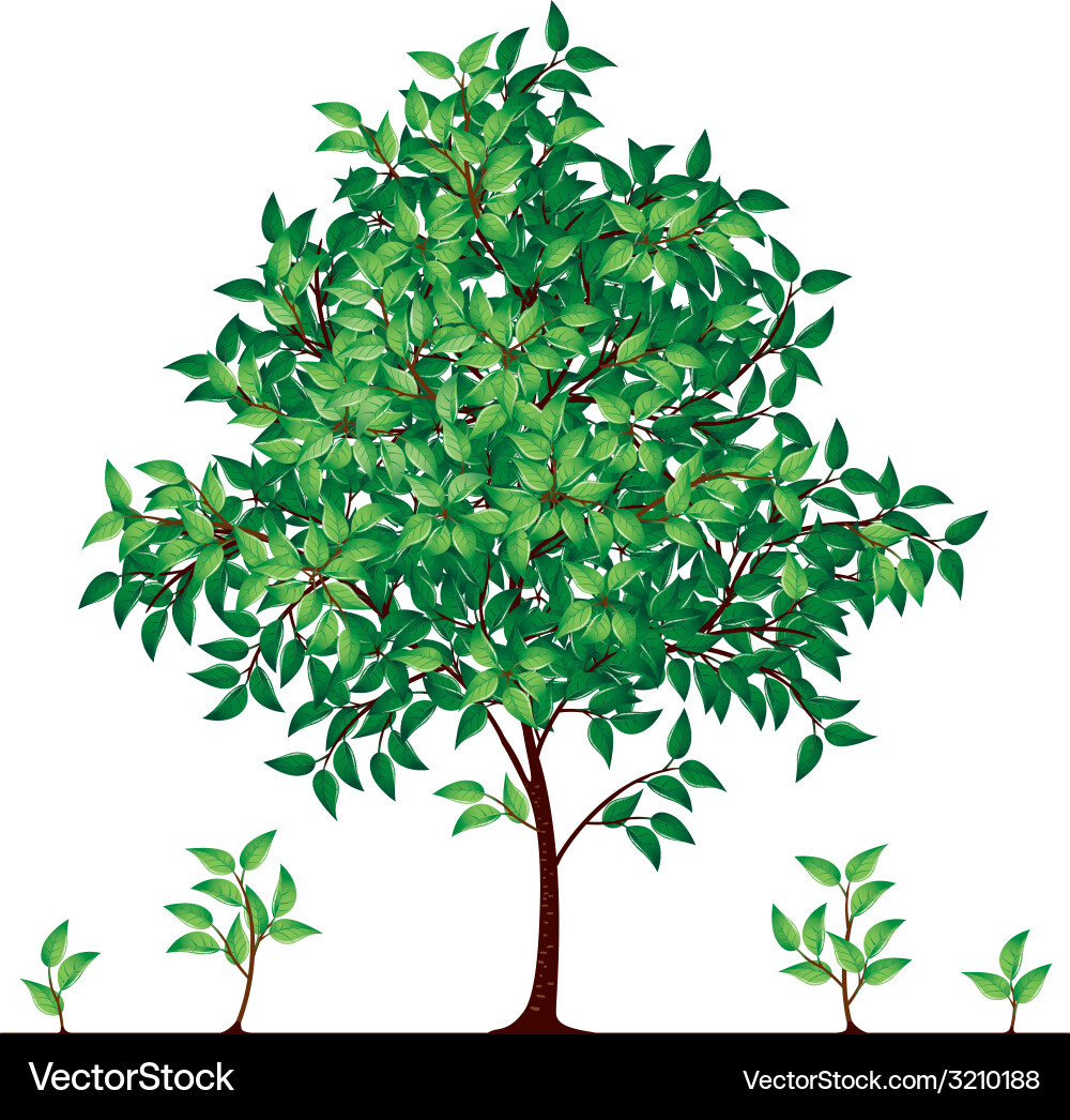 Tree vector image