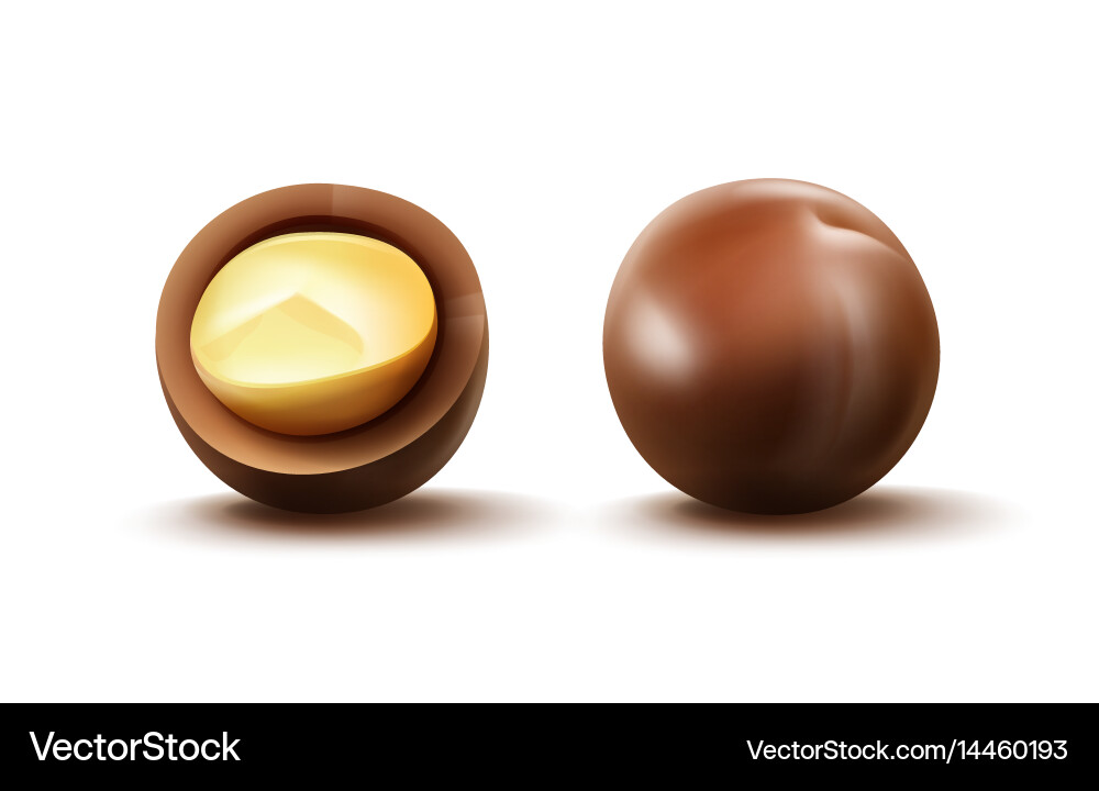 Macadamia nuts with shell vector image
