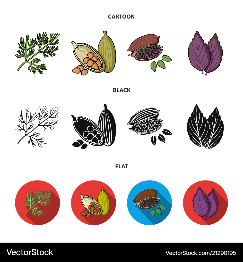 Dill cocoa beans basilherbs and spices set Vector Image