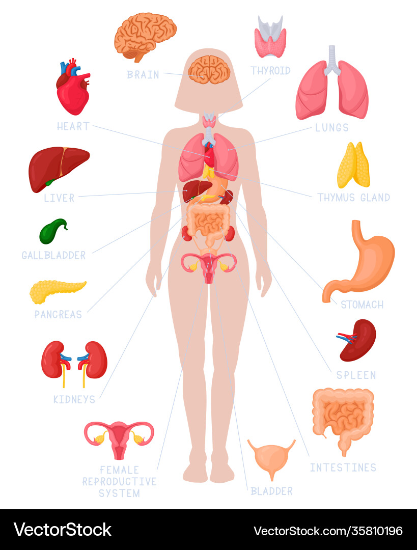 Human Internal Organs Anatomy Diagram – Royalty-Free Vector | VectorStock, image size:819x1080