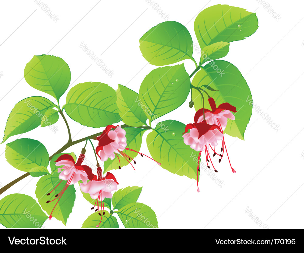Tropical Flower Branch vector image