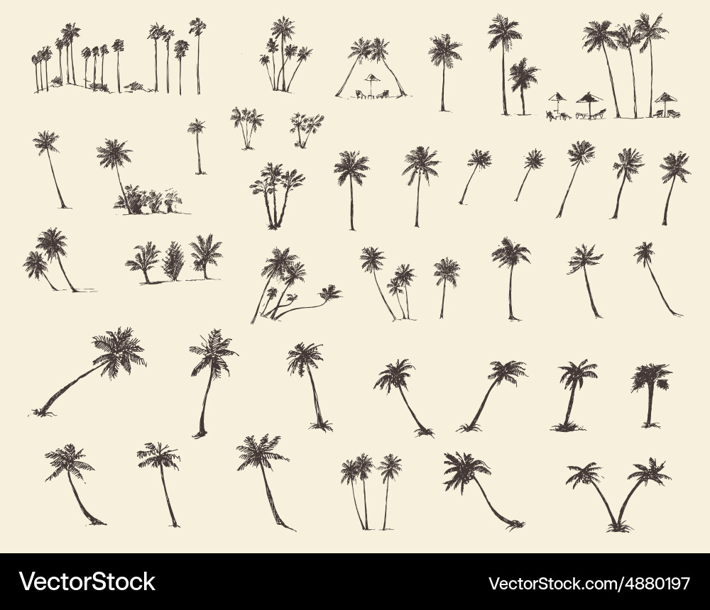 Palm Tree Sketch Collection Vector Image