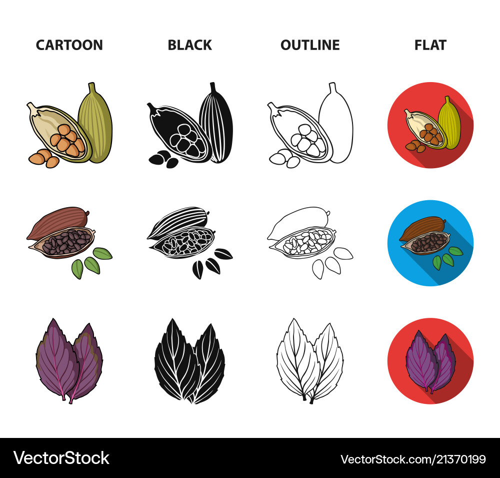 Dill cocoa beans basilherbs and spices set Vector Image