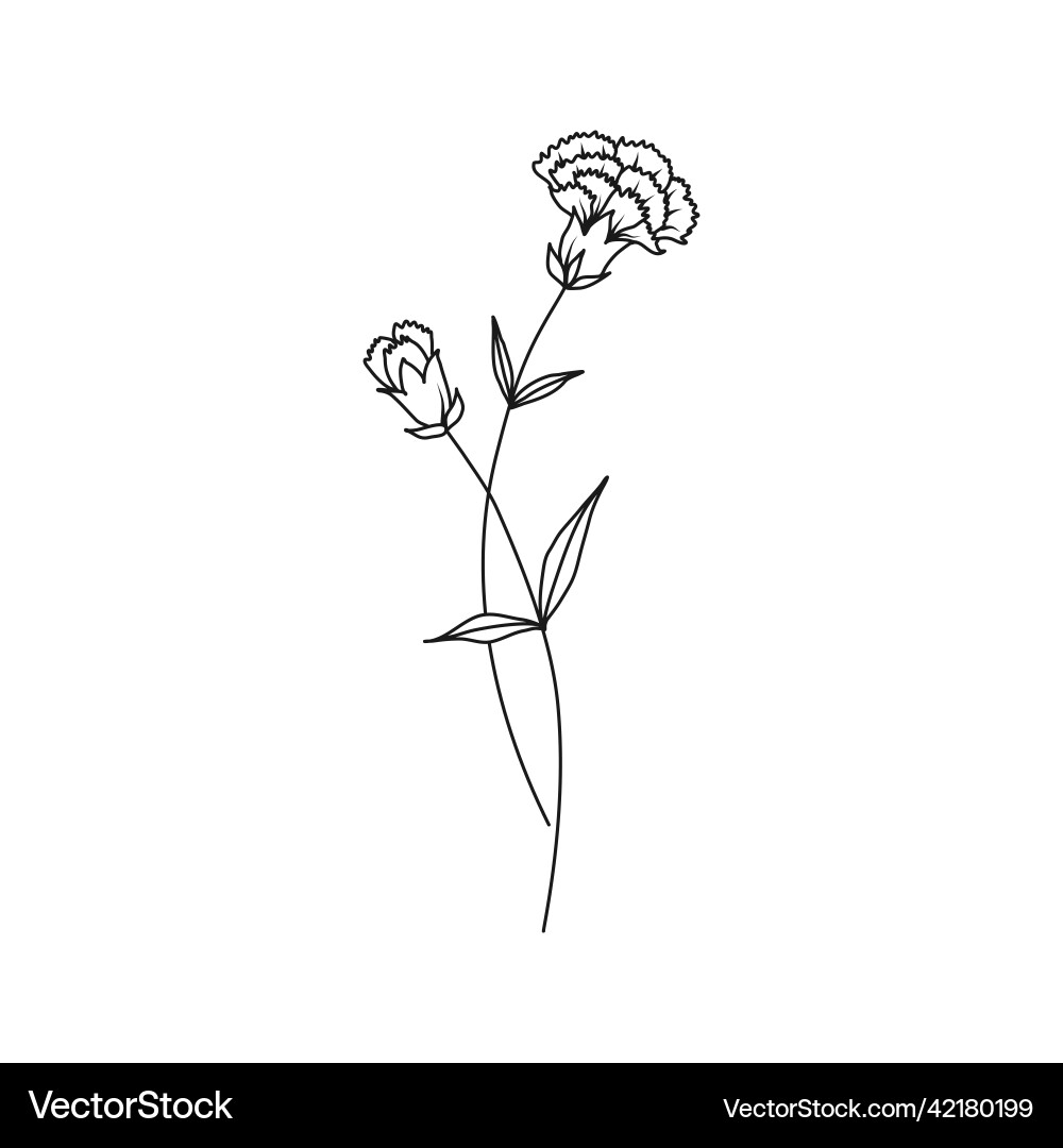 Elegant Carnation Flower Art – Royalty-Free Vector | VectorStock, image size:1000x1080