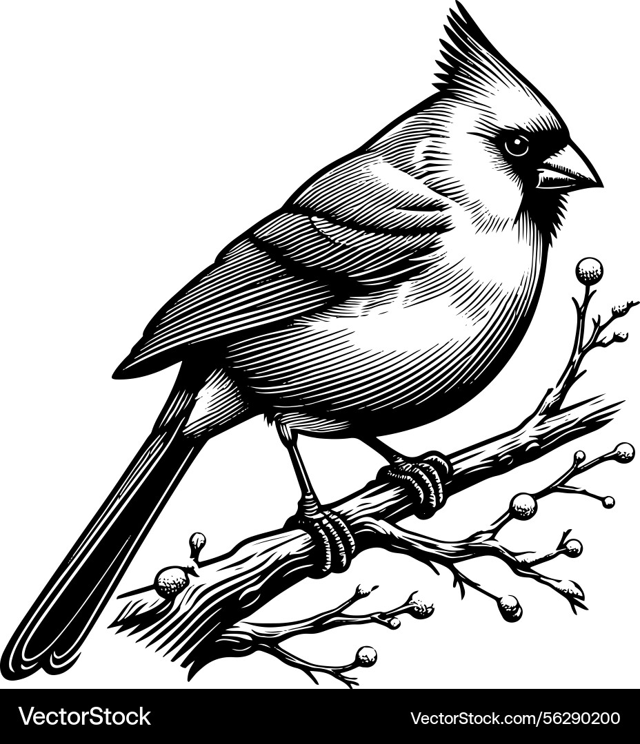 Line art of a northern cardinal bird perche Line art of a northern cardinal bird perche vector image