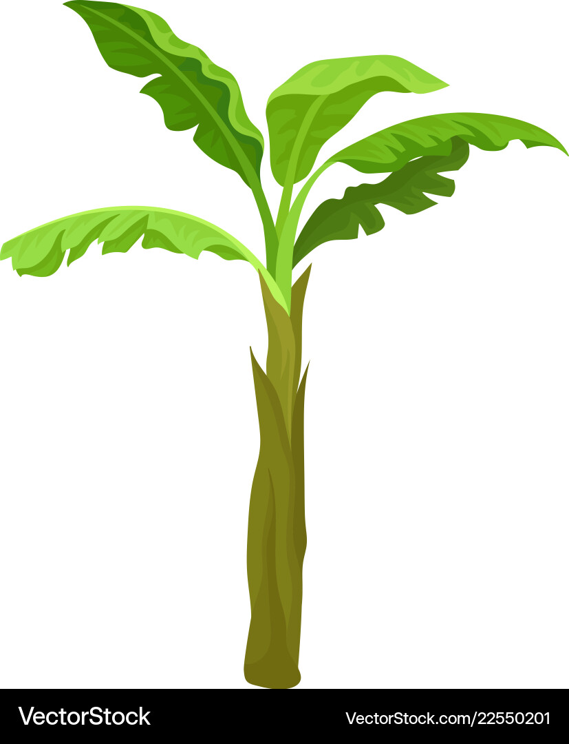Tropical Banana Palm Tree Vector Image