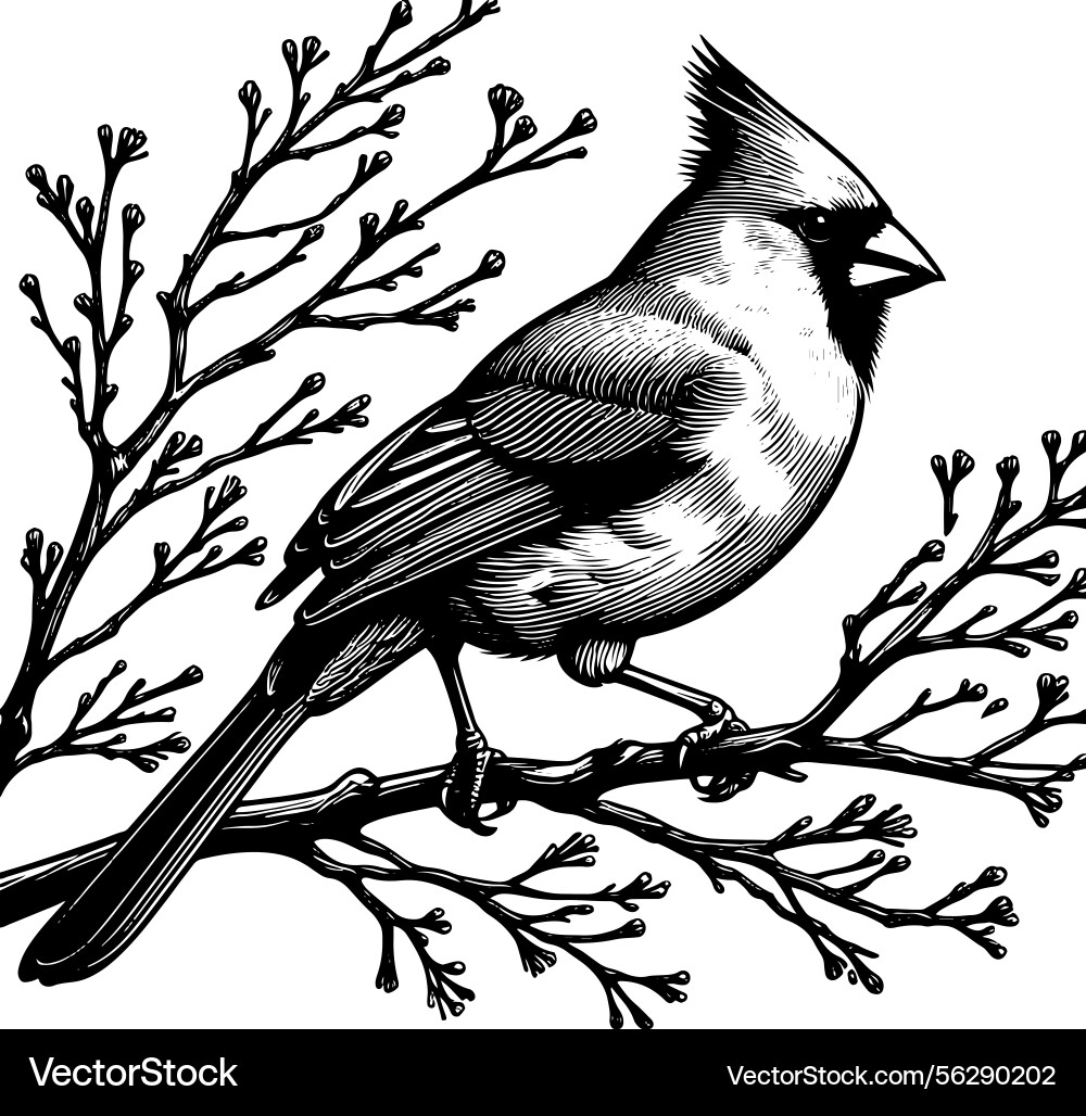 Line art of a northern cardinal bird perche Line art of a northern cardinal bird perche vector image
