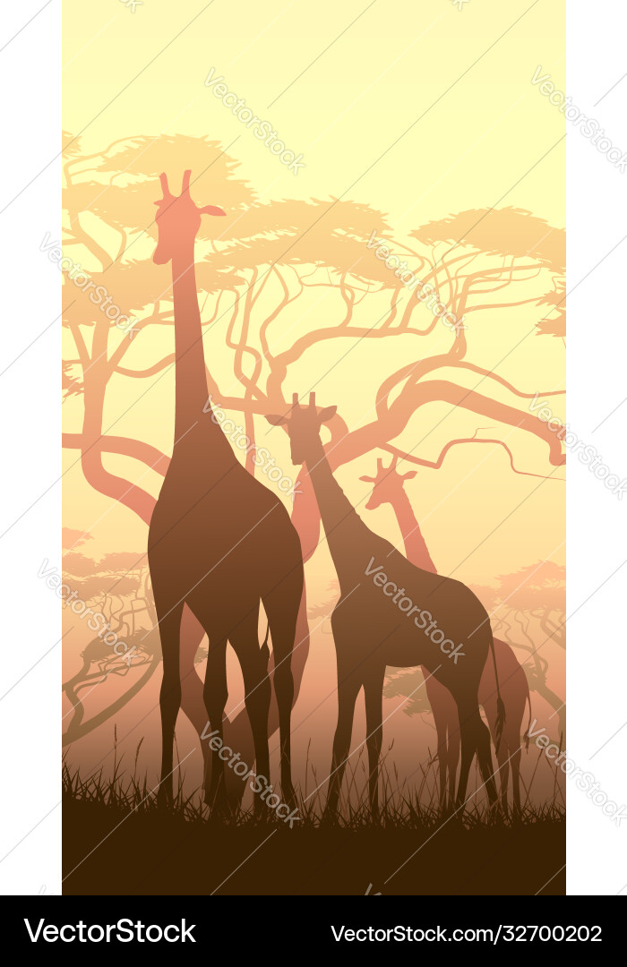 Wild giraffes in african sunset Wild giraffes in african sunset vector image