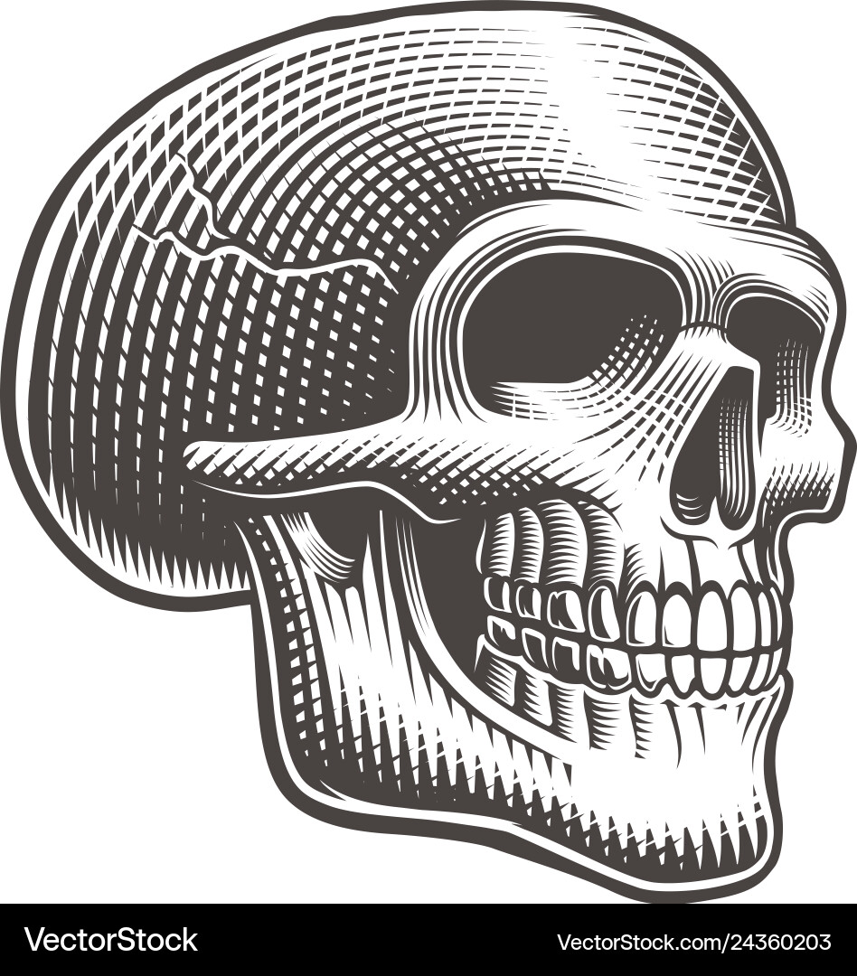 A skull profile Royalty Free Vector Image - VectorStock