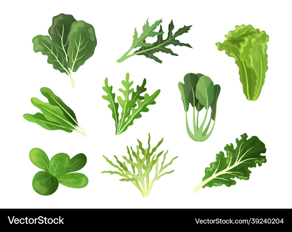 Salad leaves cartoon fresh spinach and kale Salad leaves cartoon fresh spinach and kale vector image