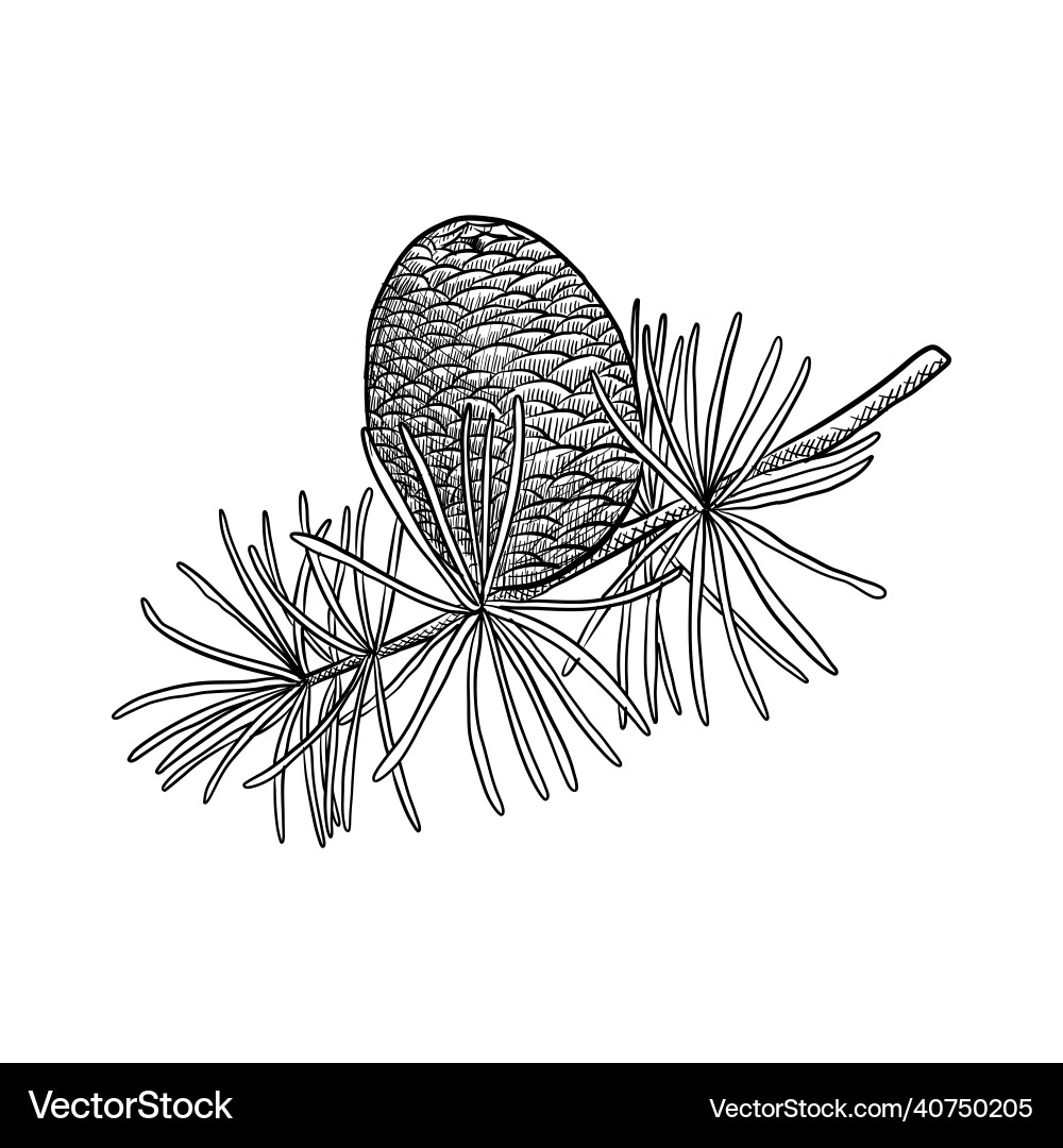 Cedar Tree Branch with Cone vector image