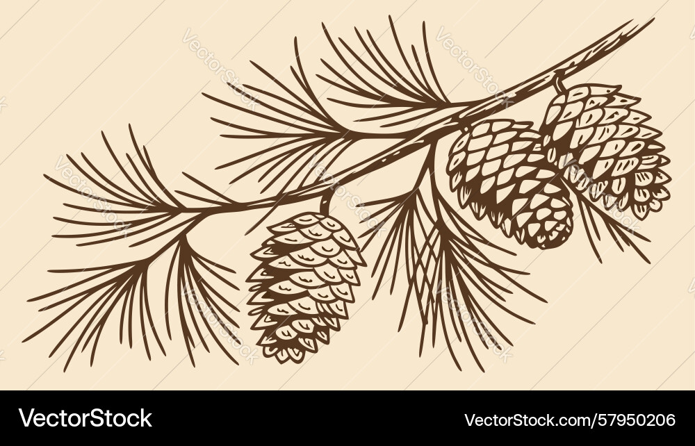 Pine Branch with Cones Vector Image