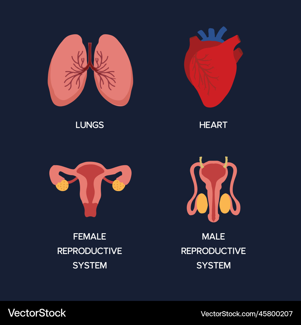 Human internal organs cartoon anatomy body parts Human internal organs cartoon anatomy body parts vector image