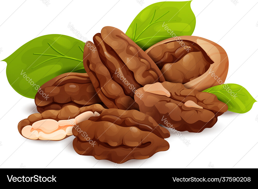 Pecan nut composition good for label and sticker Pecan nut composition good for label and sticker Vector Image