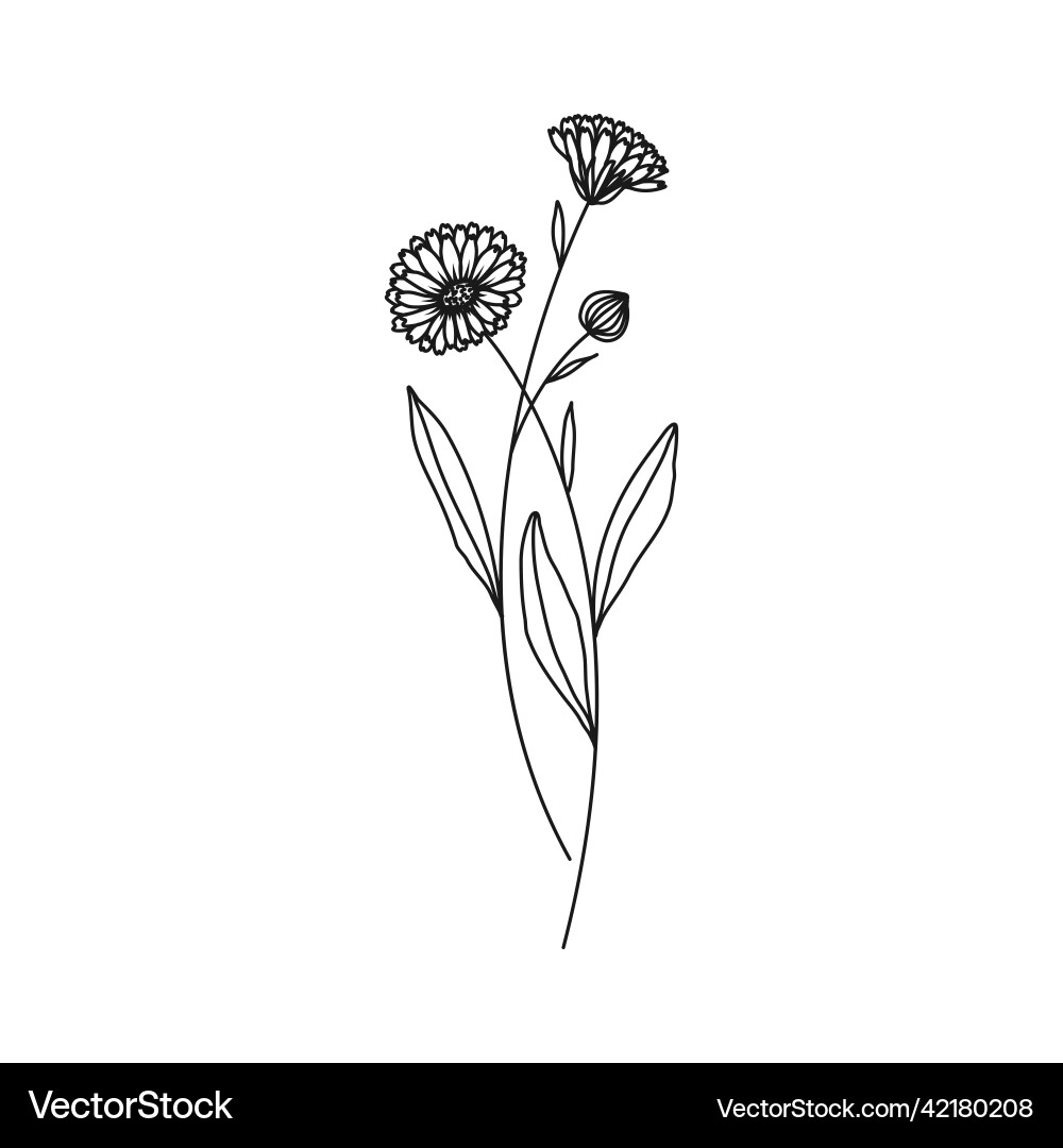 Pot Marigold Birth Flower - Minimalist – Royalty-Free Vector | VectorStock, image size:1000x1080