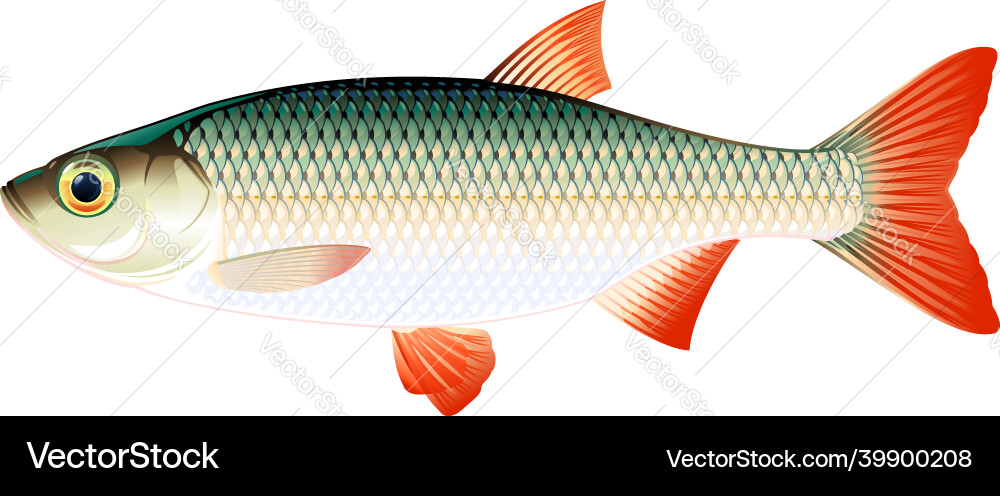 Common Rudd Vector Images (34)