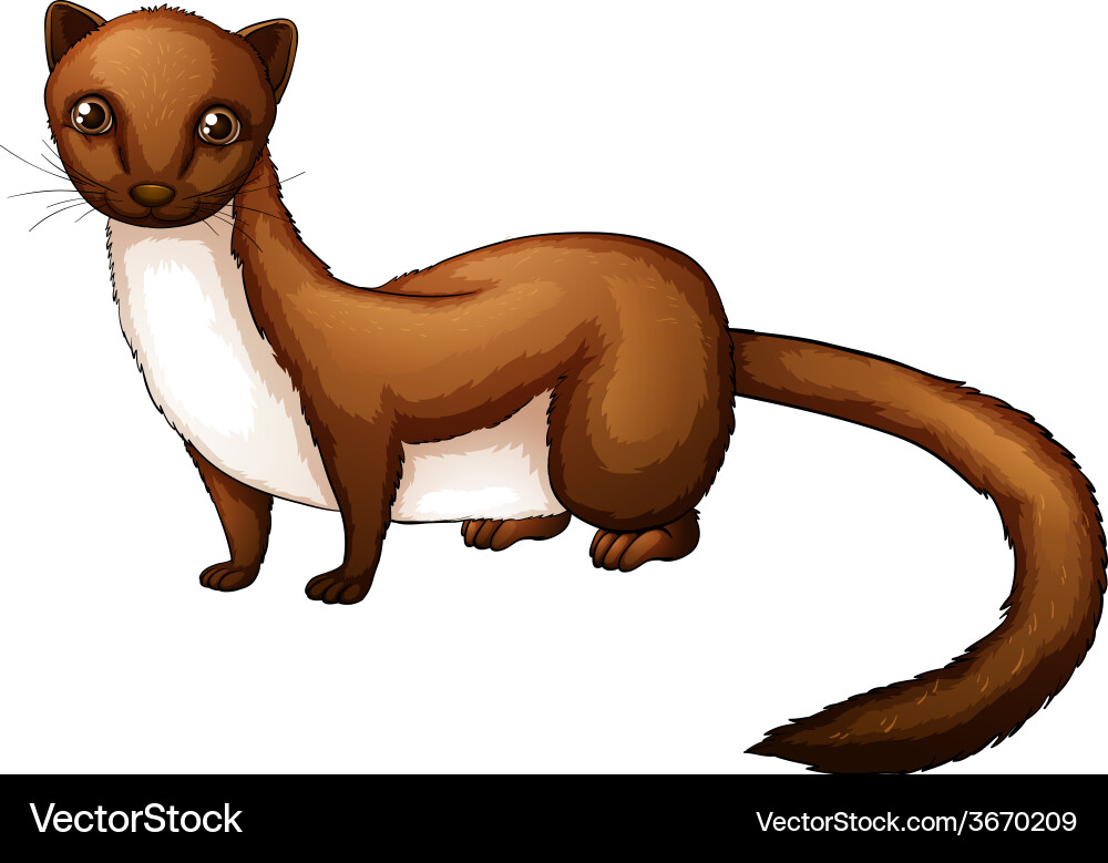 Weasel Vector Image