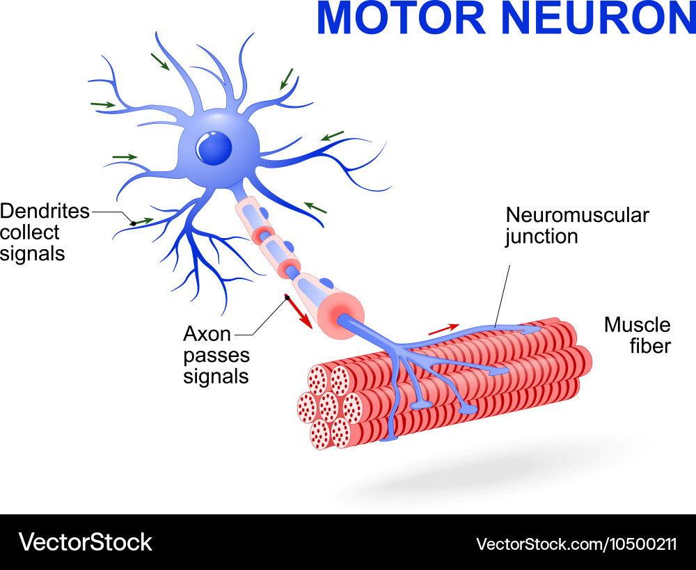 Motor neuron Royalty Free Vector Image - VectorStock