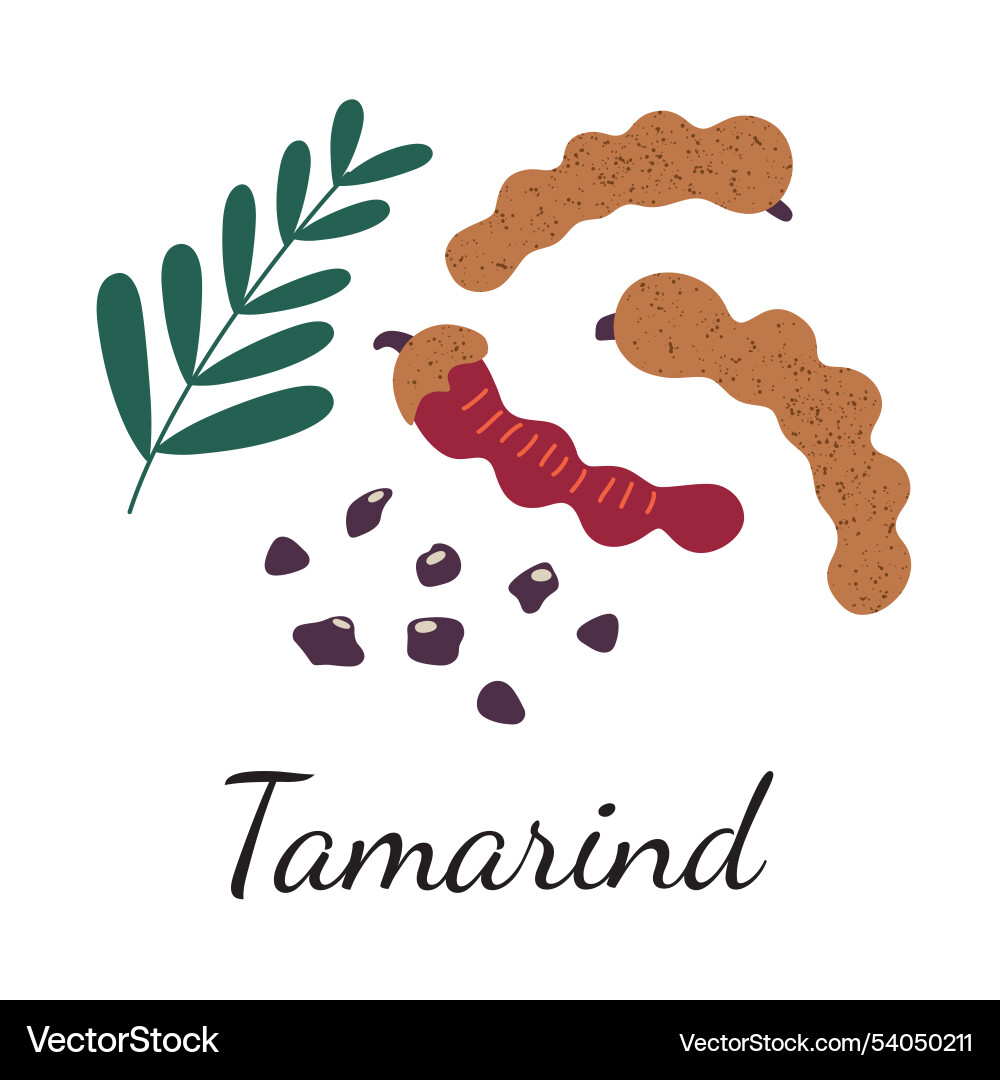 Tamarind spice with pods Vector Image