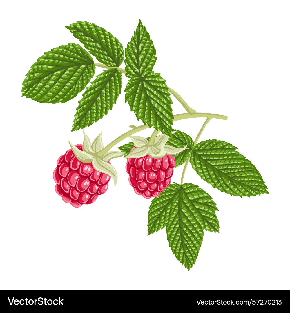 Drawing tree branch raspberry vector image