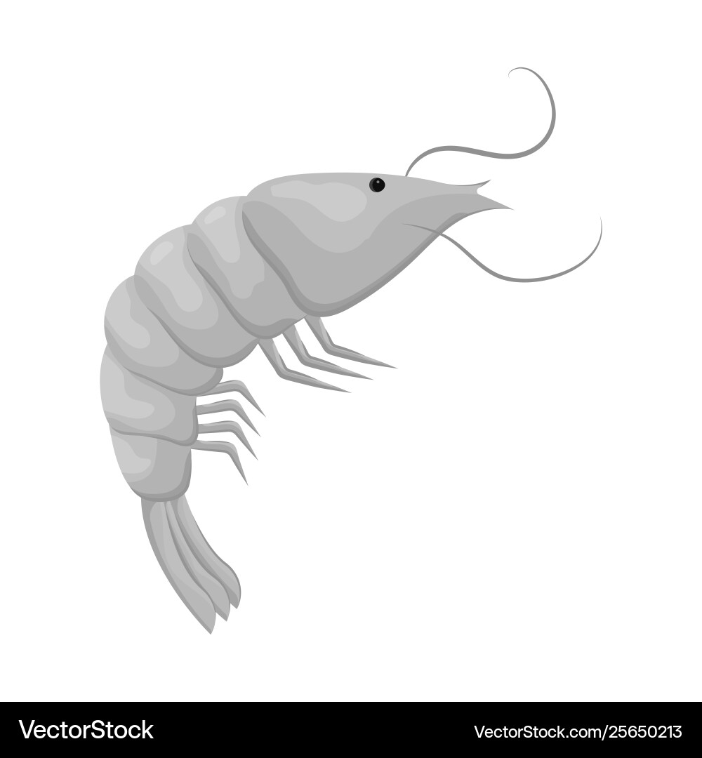 Isolated object prawn and raw sign set Vector Image