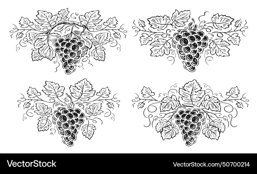 Grape branch with leaves and berries decorations vector image