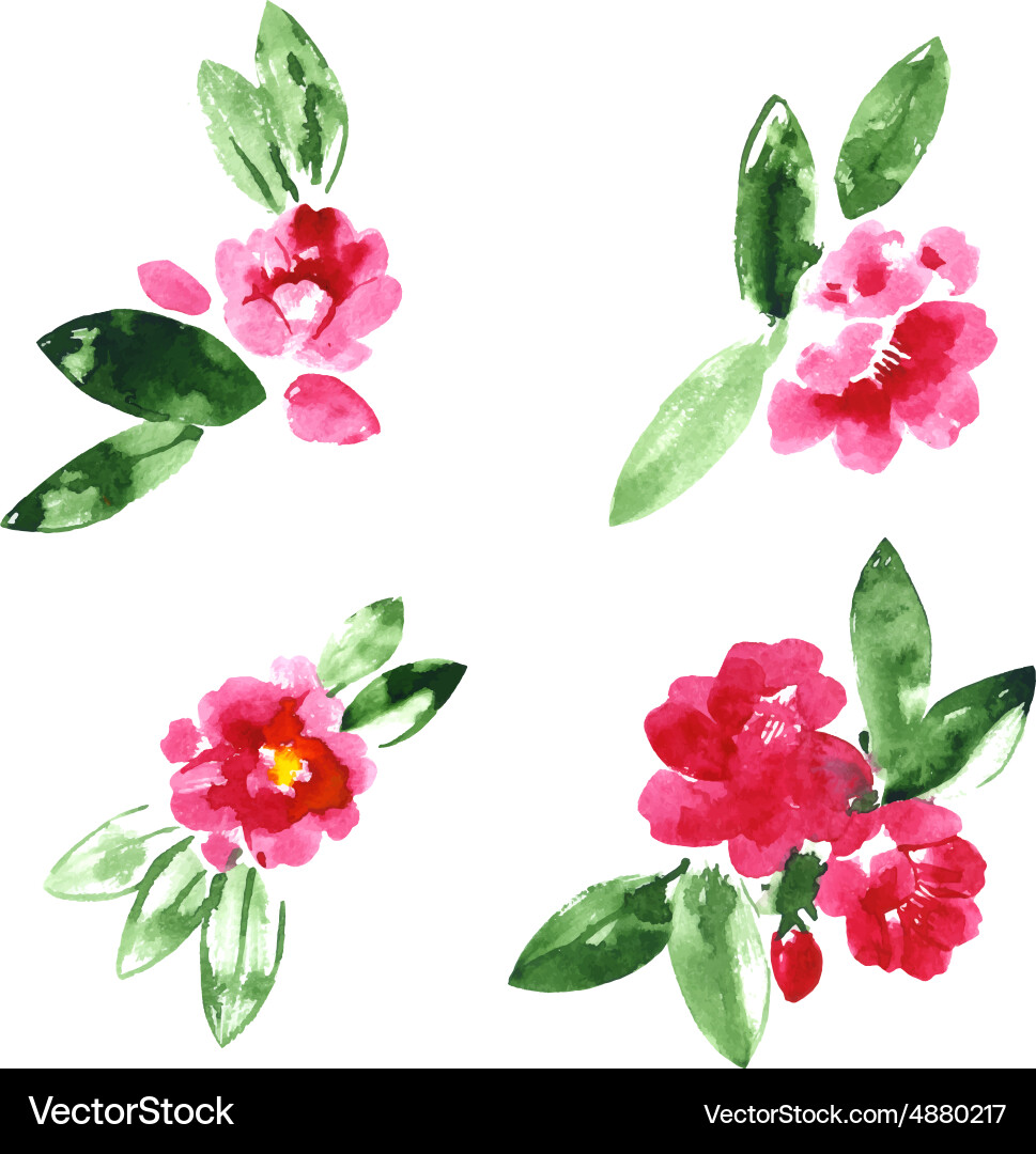 Watercolor Camellia Flowers Set Vector Image