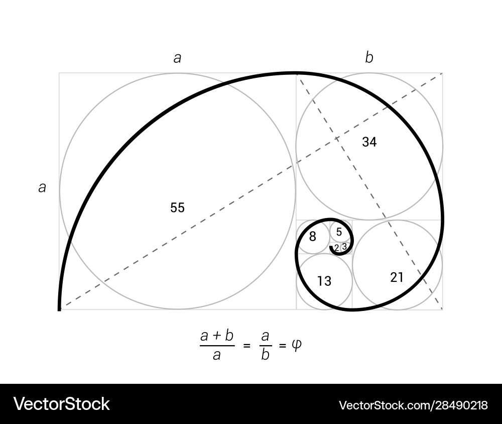 Golden Ratio Spiral - Fibonacci Sequence vector image