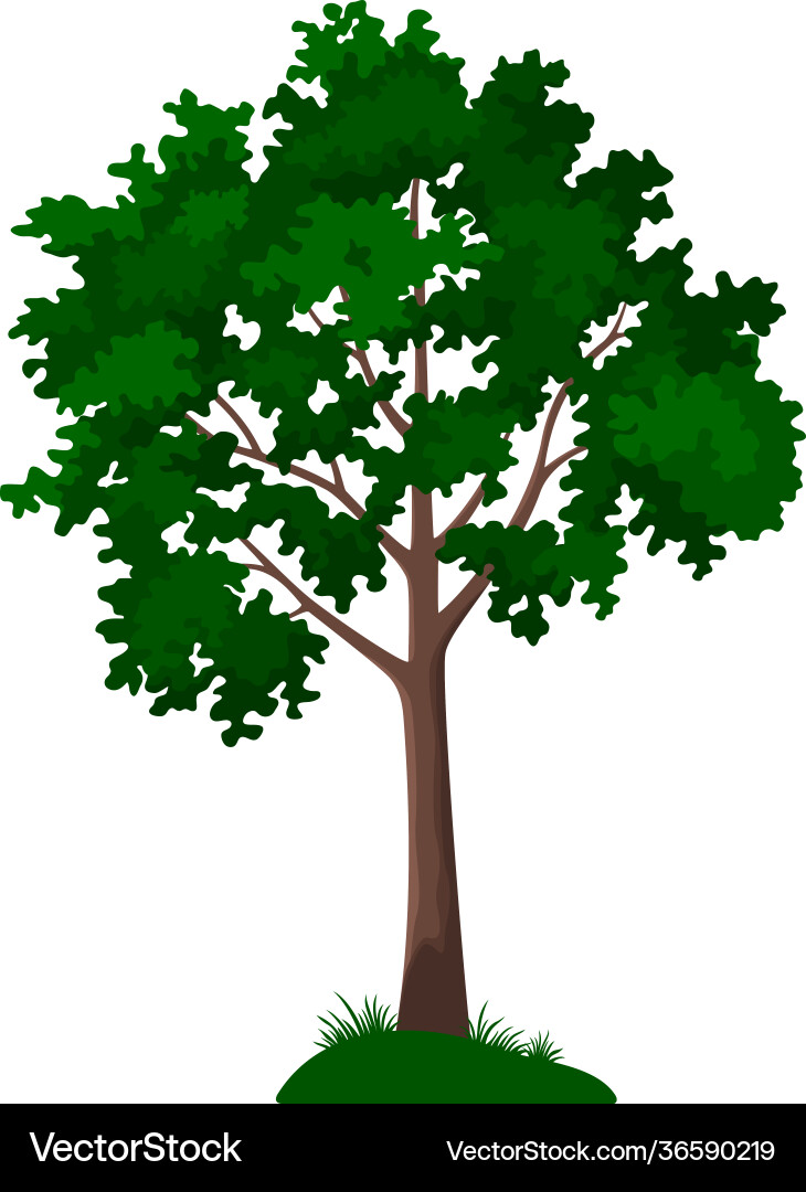 Green maple tree Royalty Free Vector Image - VectorStock
