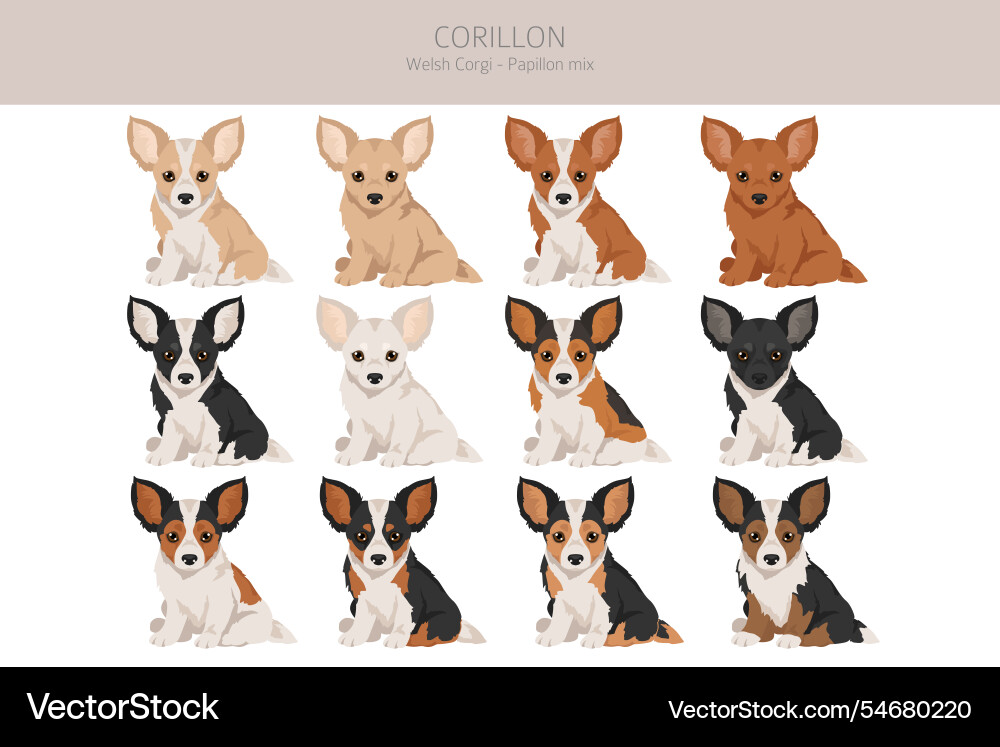 Corillon dog clipart welsh corgi papillon mix Corillon dog clipart welsh corgi papillon mix vector image