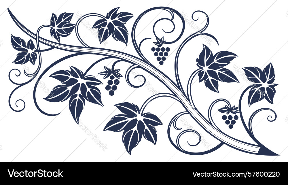 Decorative vine and grape clusters design element Vector Image