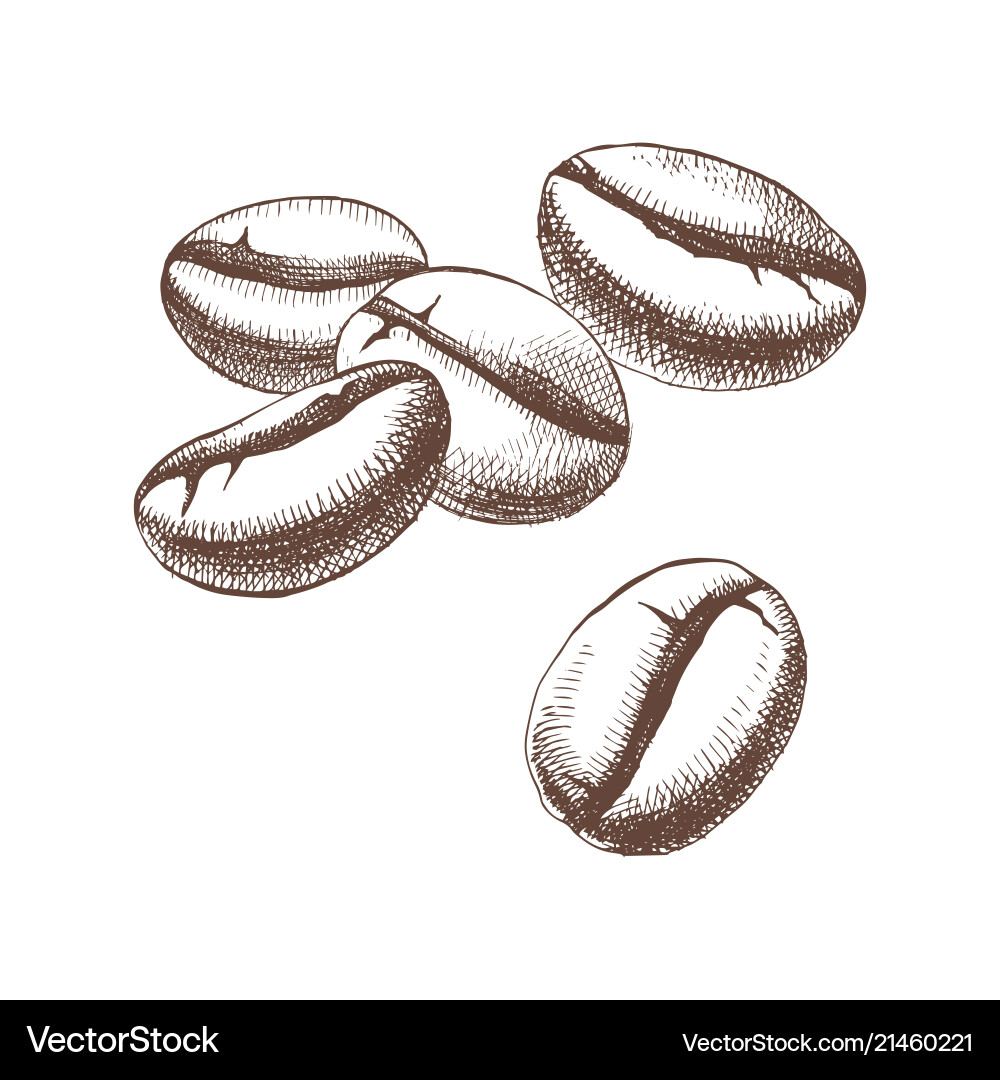 Hand sketched coffee beans Royalty Free Vector Image