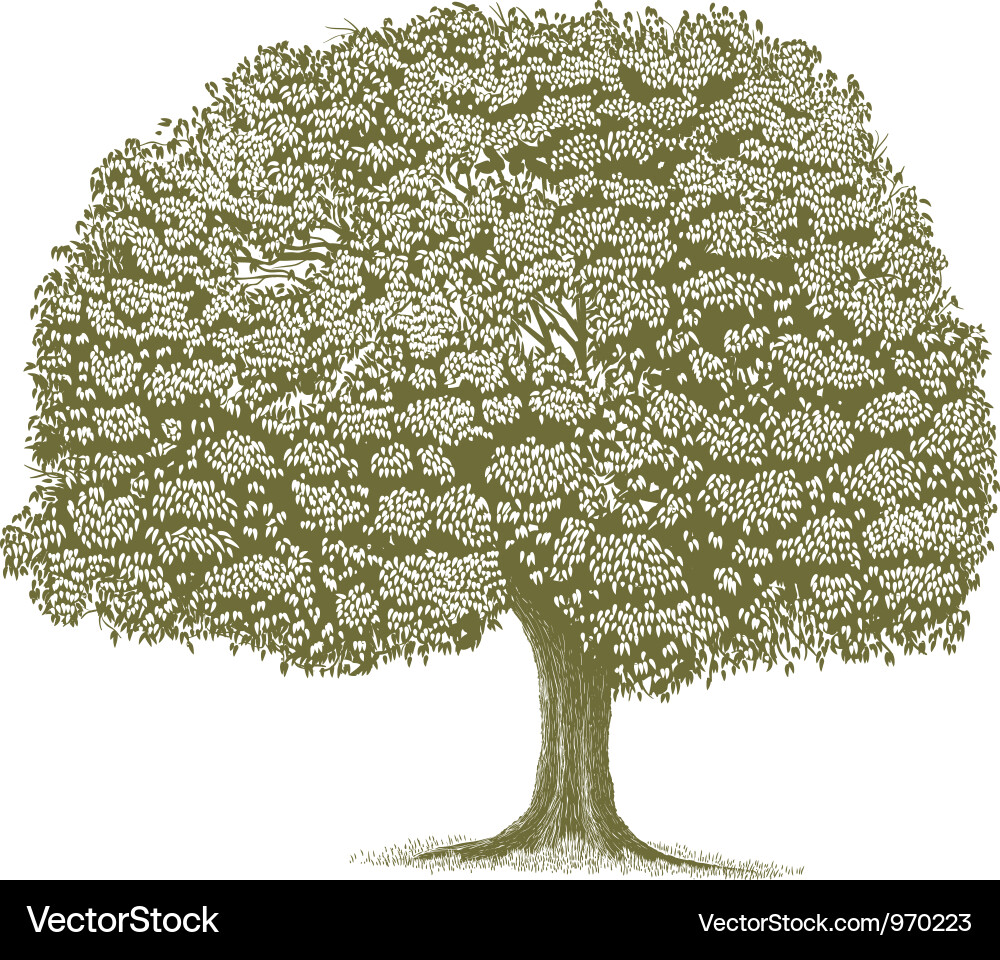 Rustic Tree Woodcut Vector Image