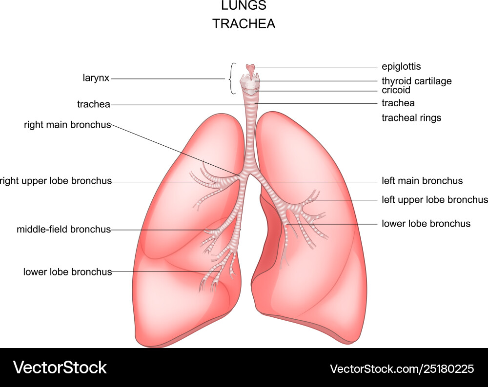 Lungs trachea and larynx vector image