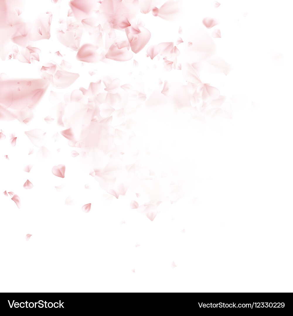 Pink Sakura Blossom Flowers vector image