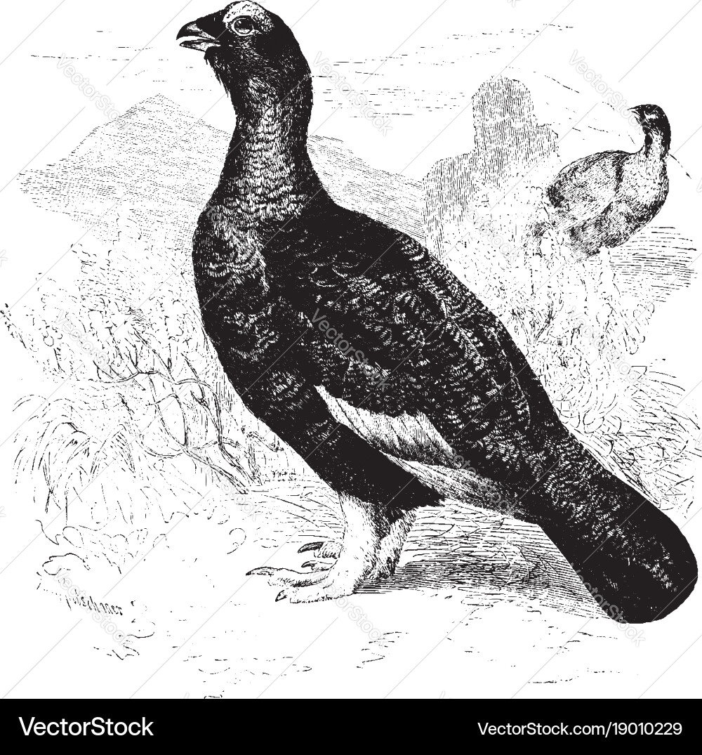Willow ptarmigan in summer vintage Vector Image