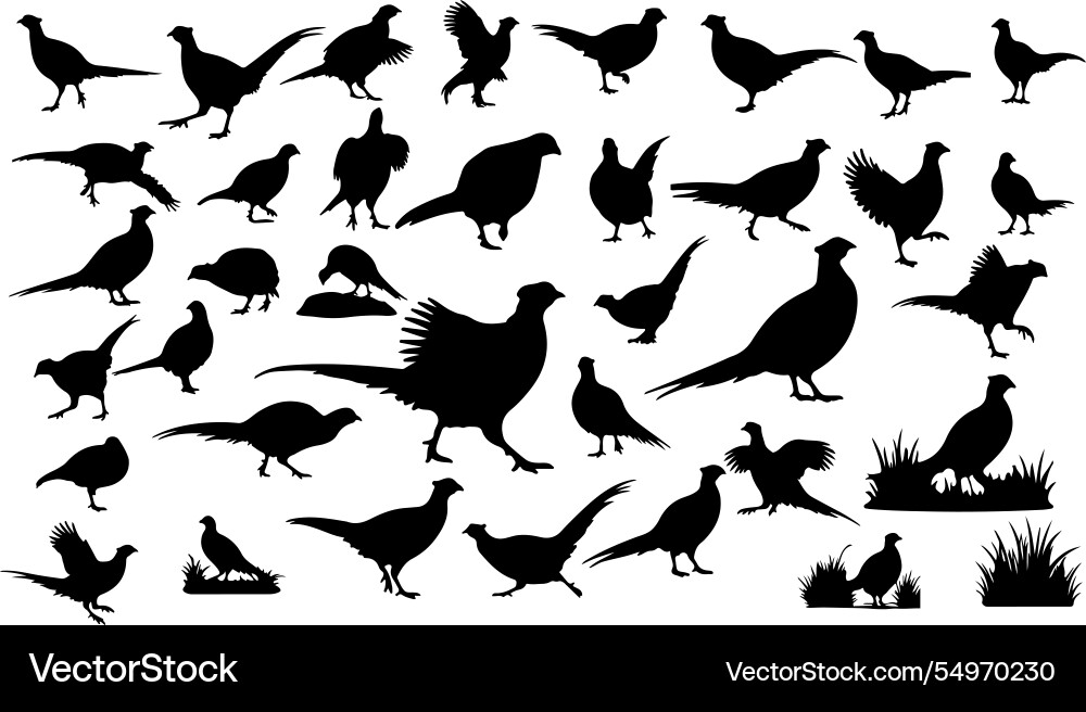Pheasant silhouette collection Vector Image