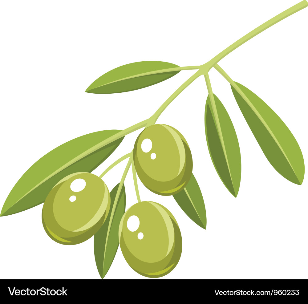 Grüner Olivenzweig Vektorbild