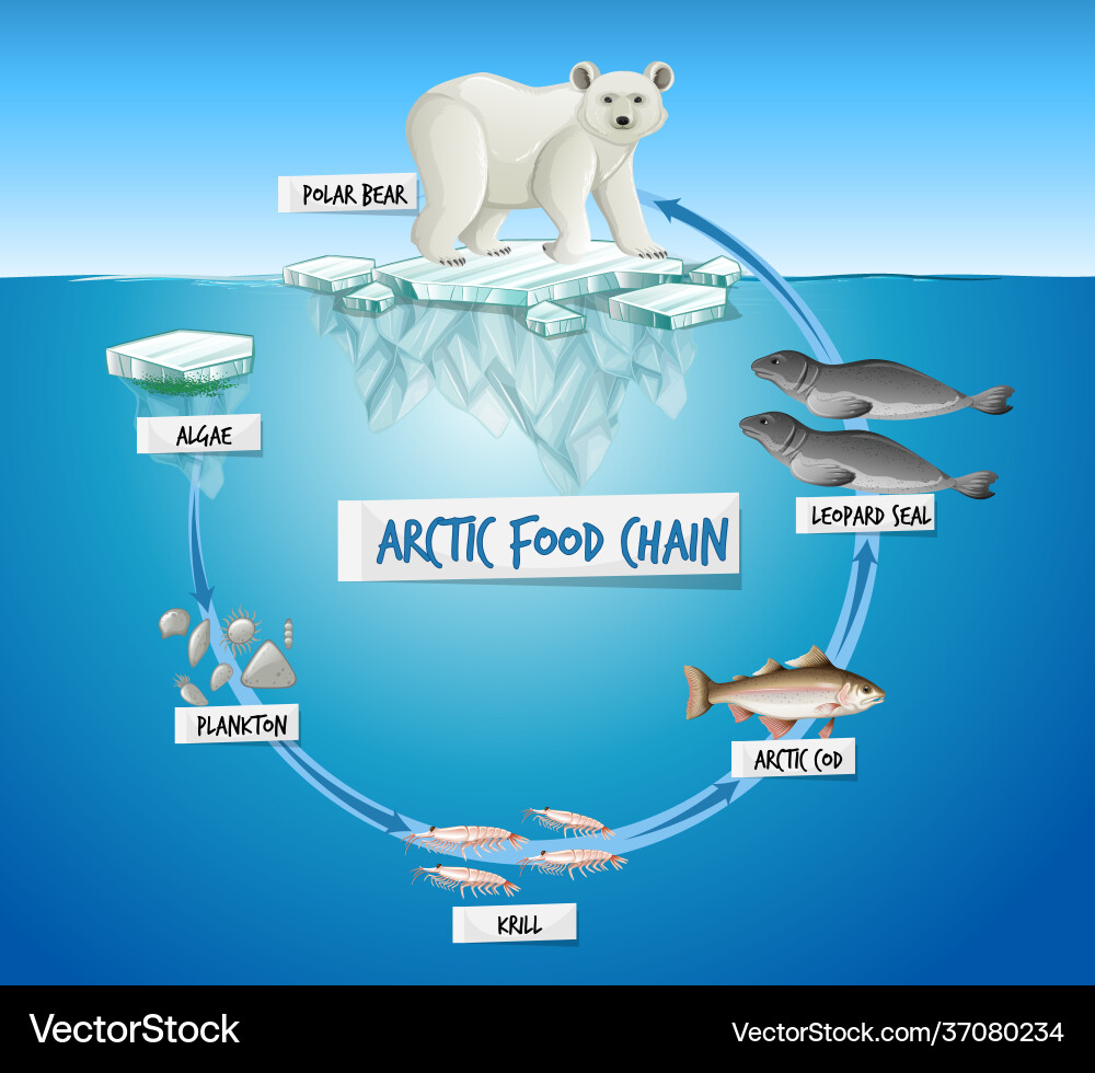 Arctic food chain diagram concept Arctic food chain diagram concept vector image