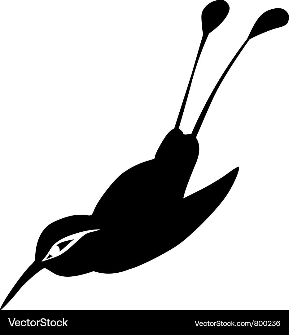 Motmot Silhouette vector image