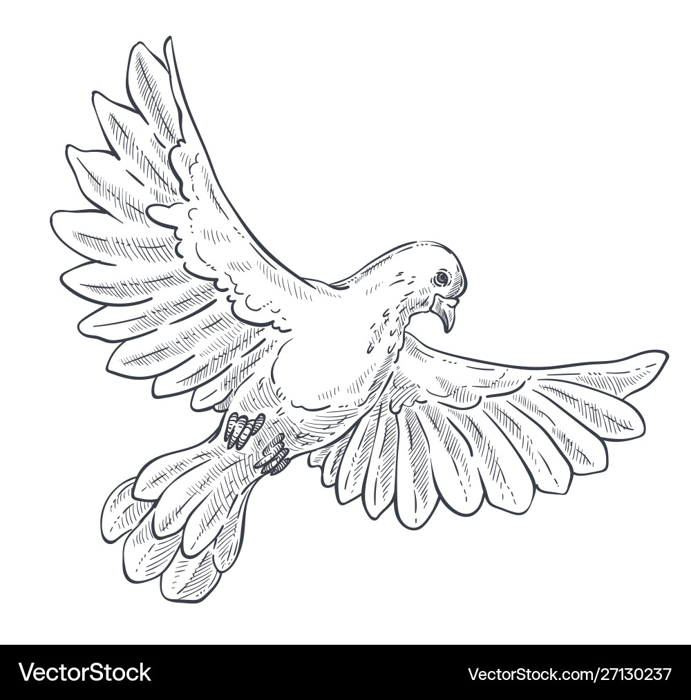 Taube oder Taube isolierte Skizzenvogel im Flug Taube oder Taube isolierte Skizzenvogel im Flug vektorbild