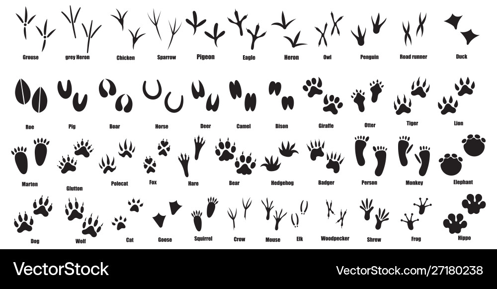 Animal Footprints Collection Vector Image