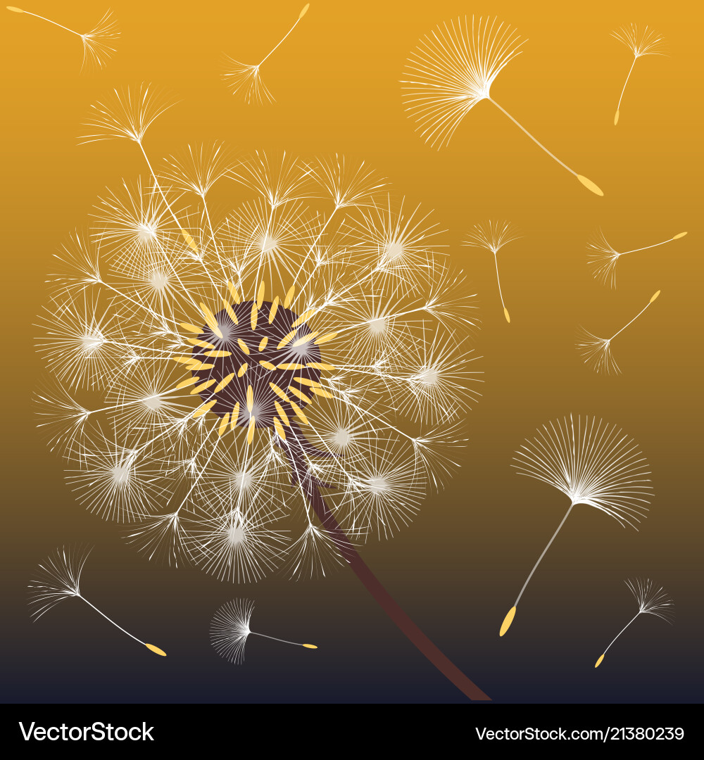 Abstract background of a dandelion for design Abstract background of a dandelion for design vector image