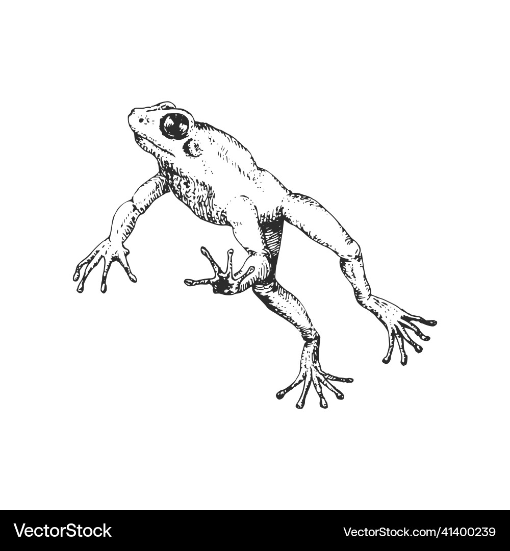 Frog in Dynamic Jump Sketch vector image