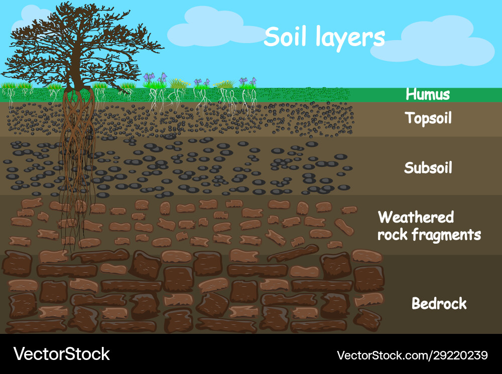 Soil Layer Cross Section Diagram vector image