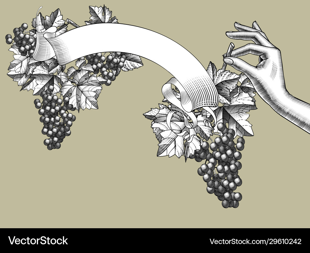 Ribbon banner with bunch grapes vector image