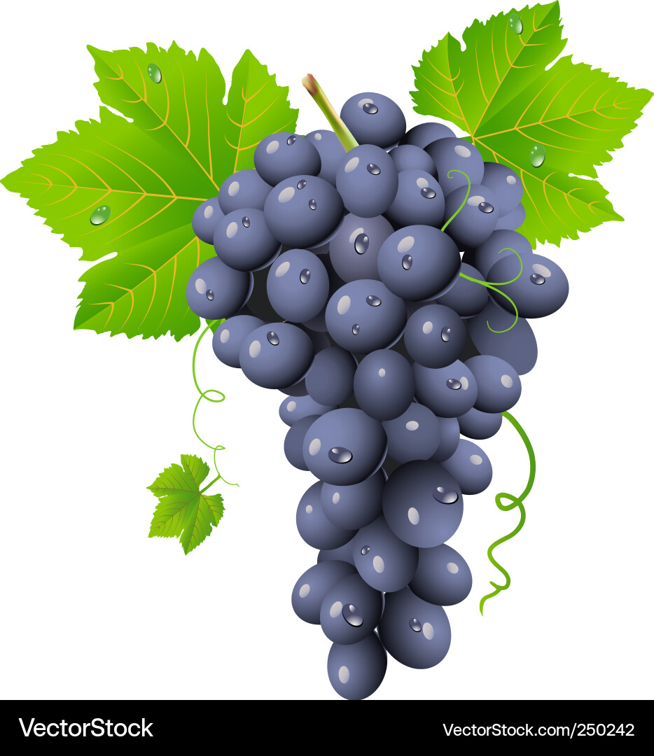 Ripe Grapes Cluster Vector Image